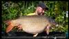 Stand  15